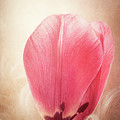 Tulip Petal Photograph by Philippe Sainte-Laudy Tulip Petal Photograph by Philippe Sainte-Laudy