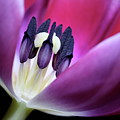 Tulip Pink 3917 Photograph by Julie Powell Tulip Pink 3917 Photograph by Julie Powell