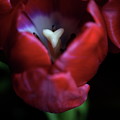 Tulip Pink 7082 by Julie Powell