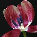 Tulip Red 042207 by Julie Powell