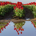 Tulip Reflection Photograph by Michael Rauwolf Tulip Reflection Photograph by Michael Rauwolf