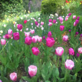 Tulip_1557_WC Watercolor Photograph by Rocco Leone Tulip_1557_WC Watercolor Photograph by Rocco Leone