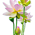 Tulipan Mixed Media by Rafael Salazar Tulipan Mixed Media by Rafael Salazar