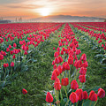 Tulips at Sunrise Photograph by Michael Rauwolf Tulips at Sunrise Photograph by Michael Rauwolf