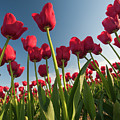Tulips Looking Up Photograph by Michael Rauwolf Tulips Looking Up Photograph by Michael Rauwolf
