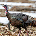 Turkey 42025 by Paul Freidlund