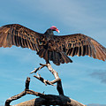 Turkey Vulture Perched in a Dead Tree Photograph by Jeff Goulden Turkey Vulture Perched in a Dead Tree Photograph by Jeff Goulden