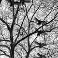 Turkey Vultures Photography Photograph by Louis Dallara Turkey Vultures Photography Photograph by Louis Dallara