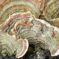 Turkeytail Fungus Abstract Photograph by Karen Rispin Turkeytail Fungus Abstract Photograph by Karen Rispin