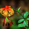 Turks Cap Lily Photograph by Shelia Hunt Turks Cap Lily Photograph by Shelia Hunt