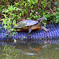 Turtle Reflection Photograph by Christopher Reed Turtle Reflection Photograph by Christopher Reed