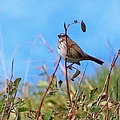 Twiggy Bird Photograph by Kimberly Furey Twiggy Bird Photograph by Kimberly Furey