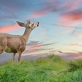 Twilight Reverie by Derek Dean