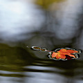 Twin Lakes Red Photograph by Kevin Suttlehan Twin Lakes Red Photograph by Kevin Suttlehan