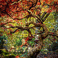 Twisted Colors by Rob Green