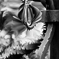 Twisted Metal Photograph by Shara Abel Twisted Metal Photograph by Shara Abel