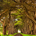 Twisted Point Reyes Cypress Tunnel Photograph by Adam Jewell Twisted Point Reyes Cypress Tunnel Photograph by Adam Jewell