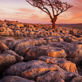 Twisted tree in Limestone pavement at Twistleton Scar, Ingleton, Yorkshire Dales National Park,UK Photograph by Neale And Judith Clark Twisted tree in Limestone pavement at Twistleton Scar, Ingleton, Yorkshire Dales National Park,UK Photograph by Neale And Judith Clark