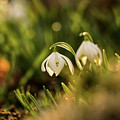 Galanthus nivalis at spring Photograph by Vaclav Sonnek Galanthus nivalis at spring Photograph by Vaclav Sonnek
