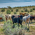 The Gathering by Spencer McDonald