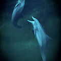 Two Dolphins by David Patterson