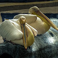 Two Great White Pelicans by David Patterson