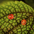 Two Ladies by Jim Carlen