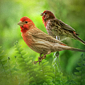 Two Little Finches Photograph by Shelia Hunt Two Little Finches Photograph by Shelia Hunt