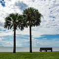 Two Palms on Pensacola Bay Photograph by Beachtown Views Two Palms on Pensacola Bay Photograph by Beachtown Views