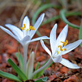 Two Sand Lilies Photograph by Bob Falcone Two Sand Lilies Photograph by Bob Falcone