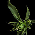 Two Sunflower Buds Photograph by Endre Balogh Two Sunflower Buds Photograph by Endre Balogh