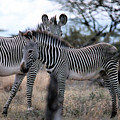 Two Zebras Photograph by Russ Considine Two Zebras Photograph by Russ Considine