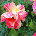Tyger Rose Burning Bright Photograph by Brian Watt Tyger Rose Burning Bright Photograph by Brian Watt