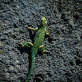 Tzintzuntzan Lizard Photograph by William Scott Koenig Tzintzuntzan Lizard Photograph by William Scott Koenig