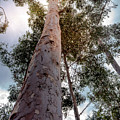 Under the Eucalyptus Trees Photograph by Alison Frank Under the Eucalyptus Trees Photograph by Alison Frank