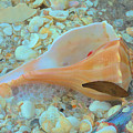 Underwater Photograph by Alison Belsan Horton Underwater Photograph by Alison Belsan Horton