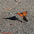 United Flight 9686 by Craig Corwin