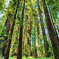 Up Into the California Redwoods ap 120 Photograph by Dan Carmichael Up Into the California Redwoods ap 120 Photograph by Dan Carmichael