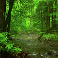 Upper Dunnfield Creek Spring Green and Rain Shine Photograph by Raymond Salani III Upper Dunnfield Creek Spring Green and Rain Shine Photograph by Raymond Salani III