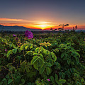 Valley of Roses Photograph by Evgeni Dinev Valley of Roses Photograph by Evgeni Dinev