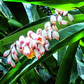 Vanilla Flower Photograph by Matt Cohen Vanilla Flower Photograph by Matt Cohen