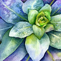 Velvet Mullien by Anne Gifford