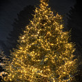 Vermont Christmas Tree Photograph by Rod Best Vermont Christmas Tree Photograph by Rod Best