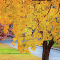 Vermont Maple Photograph by Tom Singleton Vermont Maple Photograph by Tom Singleton