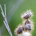 Very Prickly Photograph by Marc Champagne Very Prickly Photograph by Marc Champagne