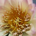 Intricate and Vibrant Photograph by Mingming Jiang Intricate and Vibrant Photograph by Mingming Jiang