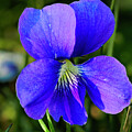 Vibrant Closeup of a Purple Wildflower in Natural Green Surroundings by Lee and Renee Walsh
