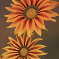 Vibrant Orange Sunflowers by Sue Leonard