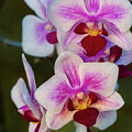 Vibrant Orchids in Morning Light by Nancy Gleason