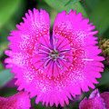 Vibrant Pink Dianthus Photograph by Debra Martz Vibrant Pink Dianthus Photograph by Debra Martz